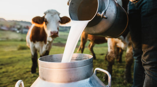 Rohmilch: Was ist das und wie unterscheidet sie sich von pasteurisierter Milch?