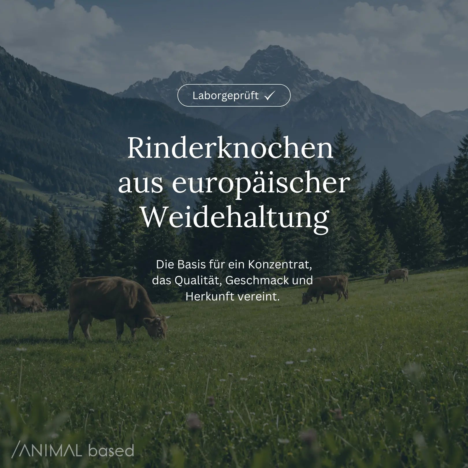 Animal Based Knochenbrühe-Konzentrat aus Rinderknochen europäischer Weidehaltung.